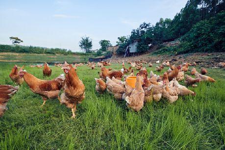 国产插鸡,创新科技引领农业现代化新篇章